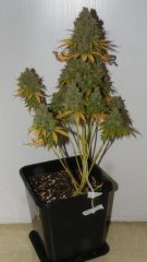 Critical + freebie (dinafem) 12/12+81