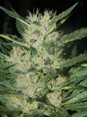 sour kush 1