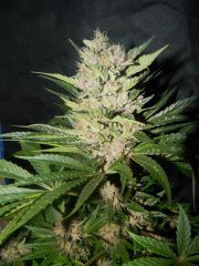 sour kush 1 suite