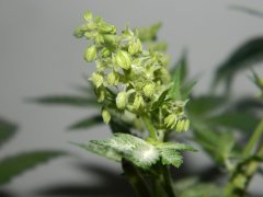 male sour kush