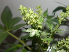 male sour kush suite