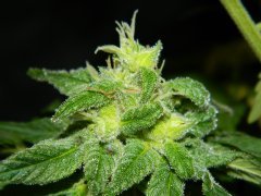 graines en formation : MNS Shark Shock x Sour Kush