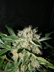 sour kush 3