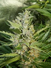 sour kush 1 apex