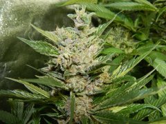 sour kush 1 box