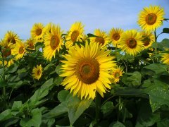 Helianthus_annuus_0001.JPG