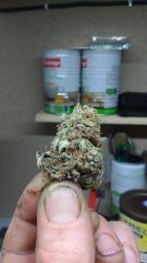 Los Andykush