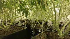 LosAndyKush dernière taille.jpg