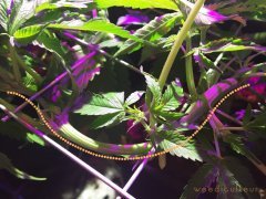 IMG_5854.JPG