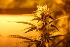 IMG_7670.JPG
