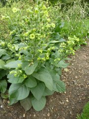 Nicotiana_rustica.JPG