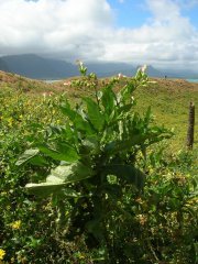 Nicotiana_tabacum.jpg