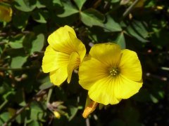 Oxalis_valdiviensis.JPG