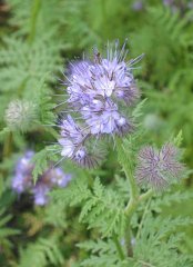 Phacelia_tanacetifolia_phacelia.jpg