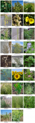Photos_Especes_Syntaxon_Sysimbrium_officinale.png