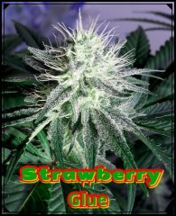 StrawGlue1.jpeg