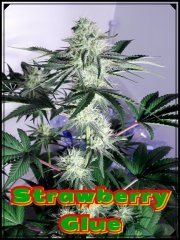 StrawGlue3.jpeg