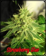 Strawglue1.jpeg