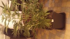Sweet_skunk(c+32)(s+7).jpg