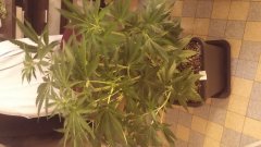 Sweet_skunk_2(c+32)(s+7).jpg