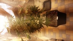 Vanilla_kush(c+32)(s+7).jpg