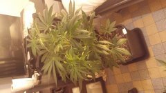 amnesia_kush(c+32)(s+7).jpg