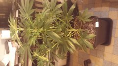 amnesia_kush_(2)(c+32)(s+7).jpg