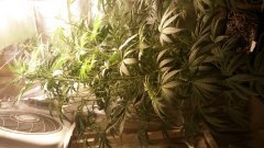 amnesia_strawberr_y (C+32)(S+12).jpg
