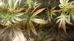 amnesia_strawberry (C+32)(S+12).jpg