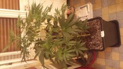 amnesia_strawberry(c+32)(s+7).jpg