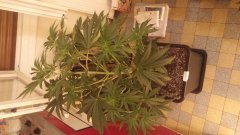 amnesia_strawberry_2(c+32)(s+7).jpg
