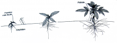 Planche germination.png