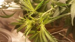 vanille_kush2 (C+32)(S+12).jpg