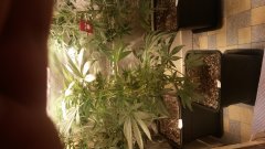 zombie_kush(c+32)(s+7).jpg