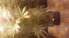 zombie_kush_2(c+32)(s+7).jpg