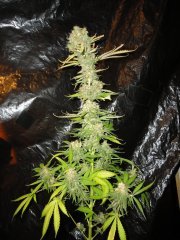 CBD Sweet and Sour Widow
