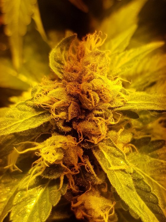 2.thumb.jpg.2939452b08dd8dc3d6b8a04a8daa921d.jpg