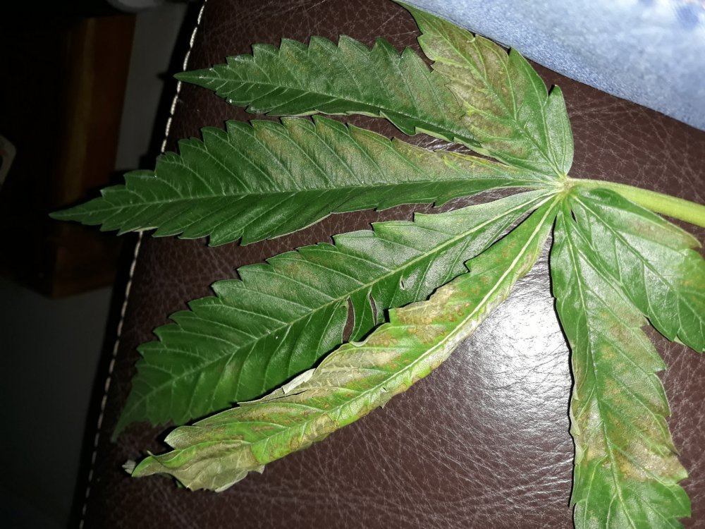 20180511_203723.jpg