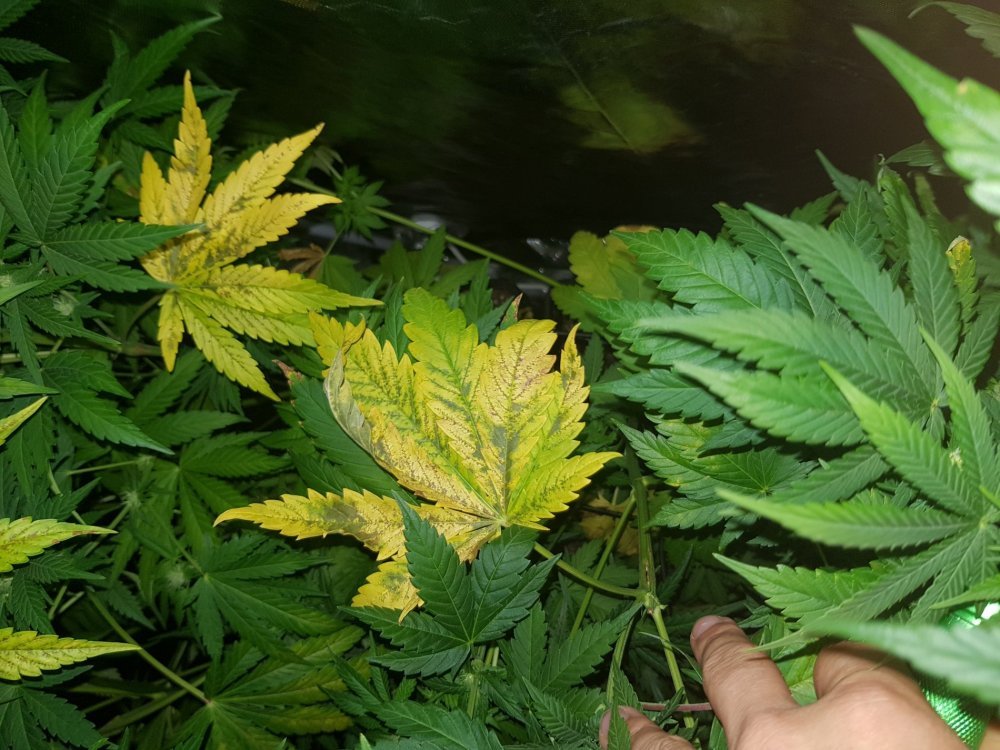 20180513_105206.jpg