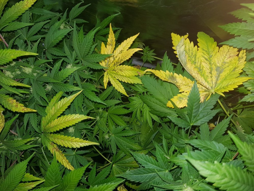 20180513_105214.jpg
