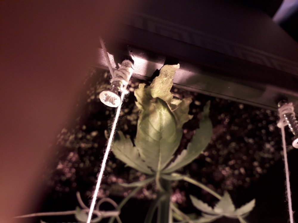 20180513_192329.thumb.jpg.b0b8ca7ca412d368e79d75caac2a73e6.jpg