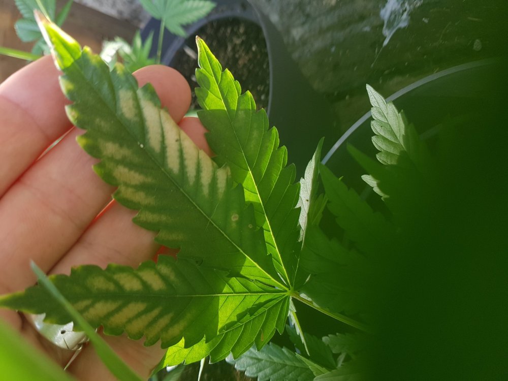 20180516_182303.jpg