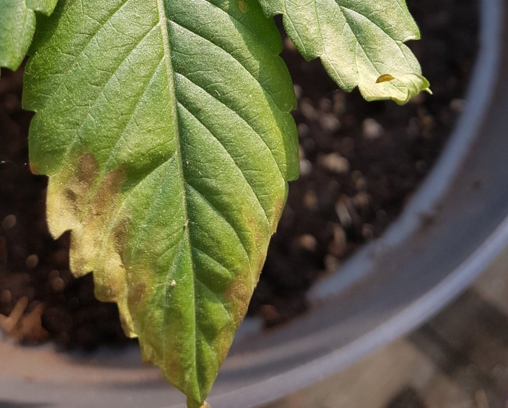 20180516_184631.jpg