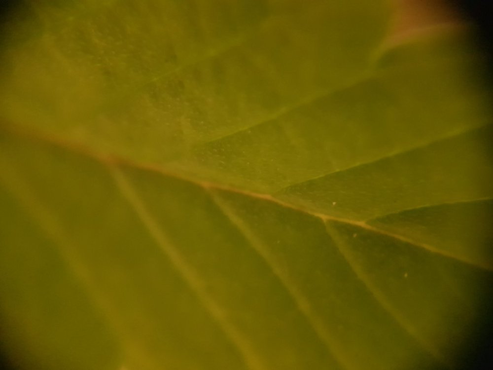 20180521_012947.thumb.jpg.4c4b883d1c3ed16feef6283f8ab4b5b8.jpg