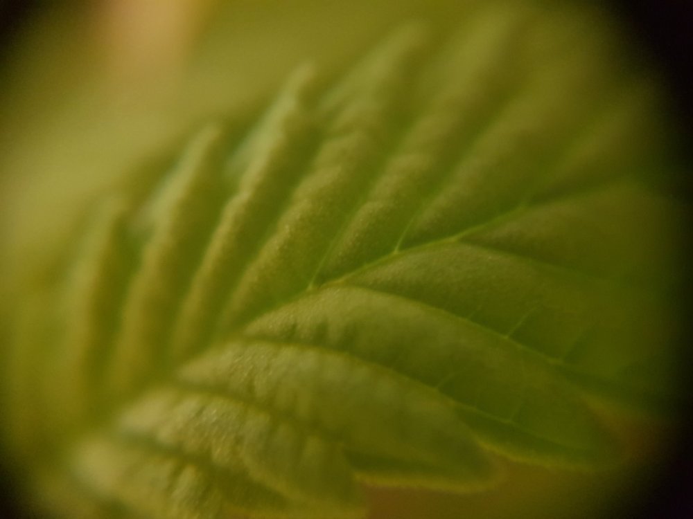 20180521_013020.thumb.jpg.2bbbd21cc5db7975cf63860a90e58a51.jpg
