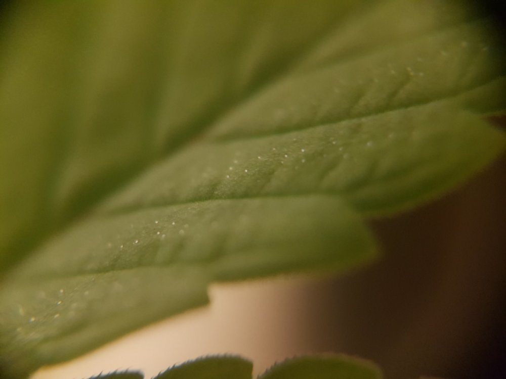 20180521_013119.thumb.jpg.42408ea4d429e53059569036acf0f1fe.jpg