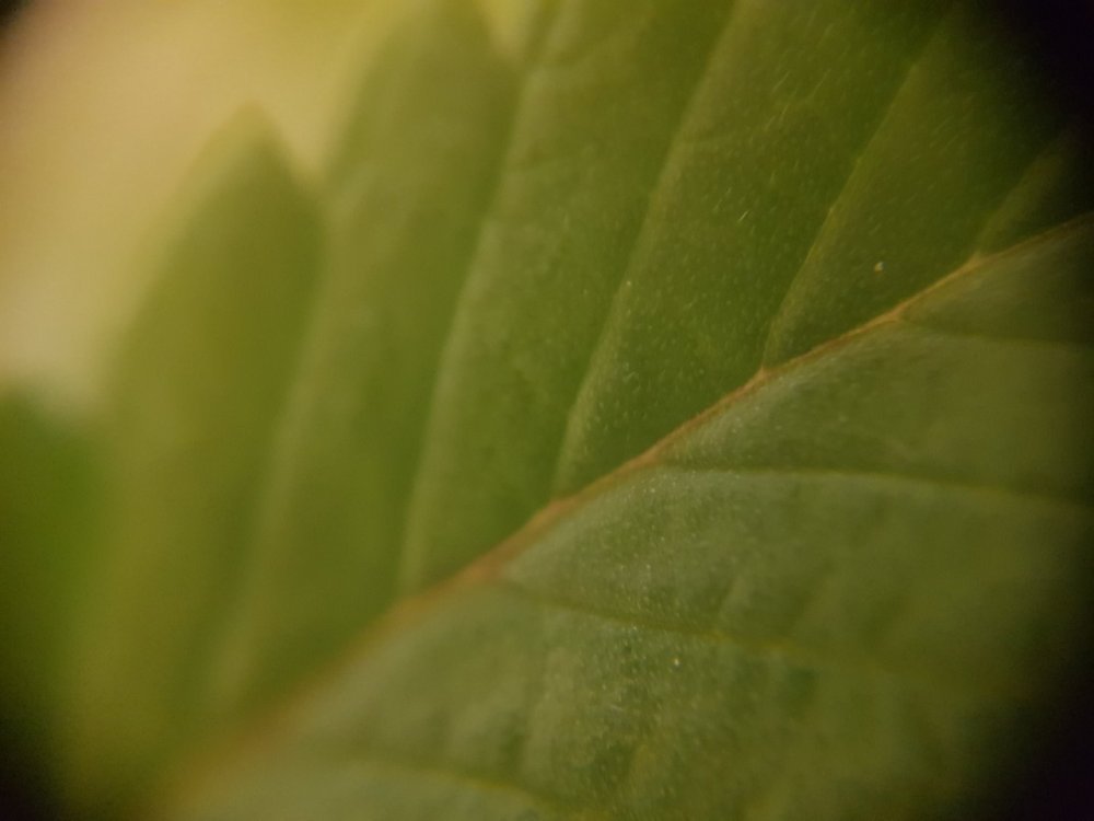 20180521_013129.thumb.jpg.e27a649b8cb2c6623b3dee93e7327c9a.jpg