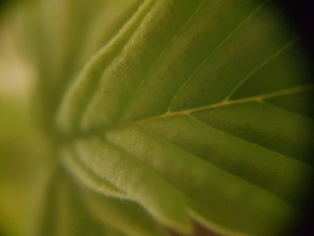 20180521_013310.thumb.jpg.a1b20fd6d40e43c1833fe0feeb9eac71.jpg