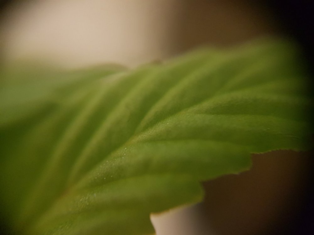 20180521_013429.thumb.jpg.3f22a8fd1486310ff74f1c3b2aa9c1a7.jpg