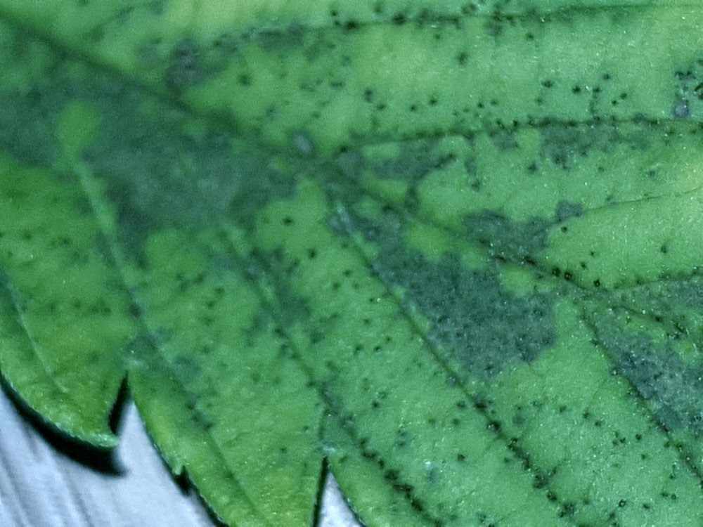 20180523_230347.thumb.jpg.9392878c8e722afe8da0fda253c3cb87.jpg